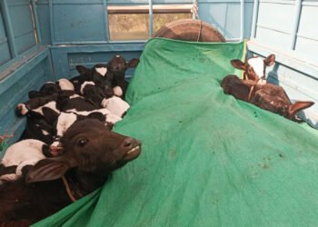 कत्तलीसाठी नेणाऱ्या गायीना गोरक्षकांनी वाचवले