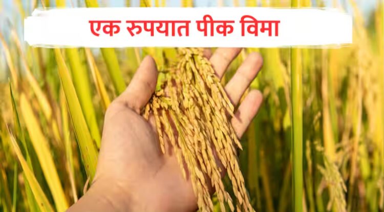 शेतकऱ्यांनी घ्यावा एक रुपयात पीक विमा योजनेचा लाभ 1 25 6 24 4