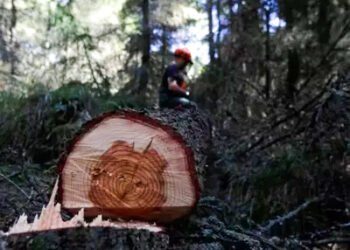 आदर्शनगरच्या बंगल्यातून चंदनाचे झाड चोरीस