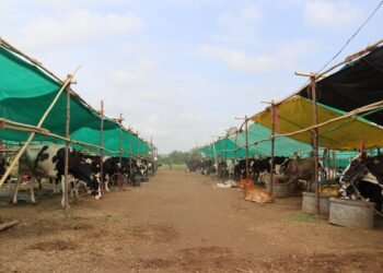 दुष्काळात पुरंदरच्या मुक्या जनावरांना मिळाला आधार