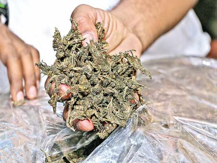ganja 1