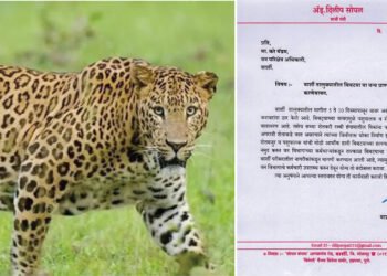 बिबट्या सदृश वन्य प्राण्याचा बंदोबस्त करा 10 बिबट्या सदृश वन्य प्राण्याचा बंदोबस्त करा