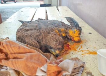 बंदी असतानाही पुण्यात नायलॉन मांजाची सर्रास विक्री सुरूच