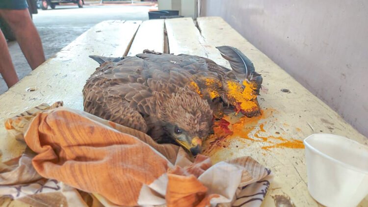 बंदी असतानाही पुण्यात नायलॉन मांजाची सर्रास विक्री सुरूच 1 13 1 25 2