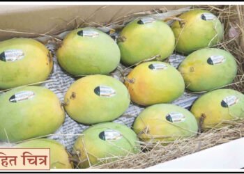 देवगड हापूसवर युनिक आयडी कोड