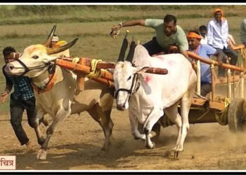 बैलगाडा शर्यत आयोजित करणार्‍यांवर गुन्हा दाखल