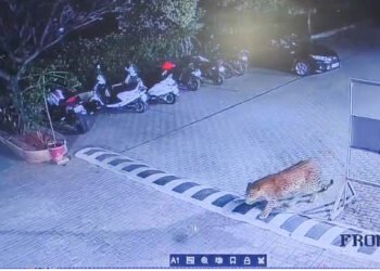 मुंढव्यातील सोसायटीमध्ये दिसला बिबट्या