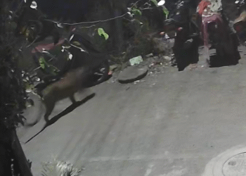 मुंढव्यातील केशवनगरच्या कुंभारवाडा परिसरात पुन्हा बिबट्या