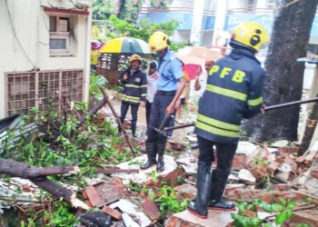 सिंहगड रोडवर झाड कोसळून महिलेचा मृत्यू 7 सिंहगड रोडवर झाड कोसळून महिलेचा मृत्यू